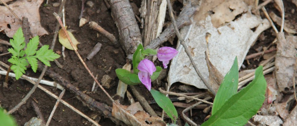 Showy Orchis